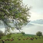 رحلة إلى شمال إيران